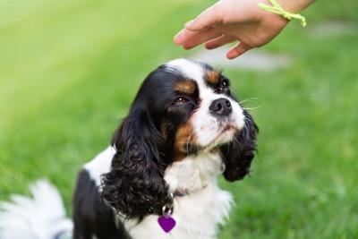 手を出されて怖がる犬