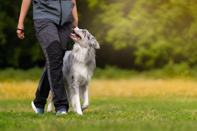 飼い主を見上げながら歩く犬