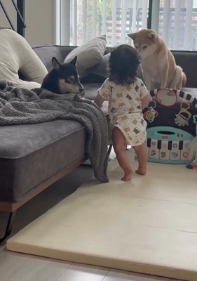 茶々ちゃんを見る息子さん