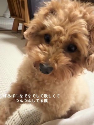 「もっと撫でて♡」