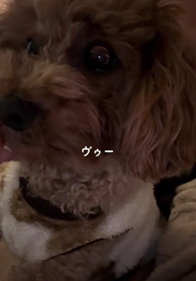 家とのギャップに爆笑！？