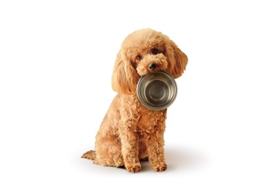 食器をくわえる犬