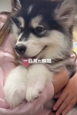 かわいいわんこに一目惚れ