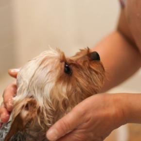 犬がお風呂に入るのを嫌がってしまう理由5つ　苦手意識を克服させるためにできることとは？
