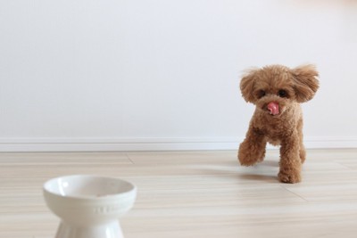 食器に駆け寄る犬