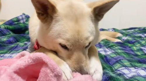 毛布をハムハム…
