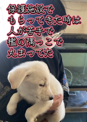 抱っこされる白い子犬