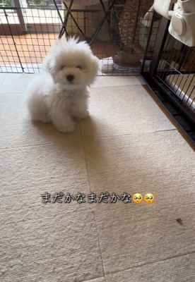 オヤツを食べたくてウズウズ…