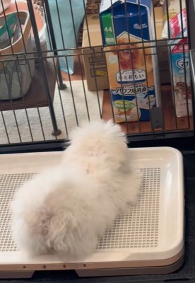 必死に威嚇し続けています