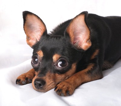 伏せて見上げる犬