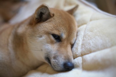 横たわる柴犬