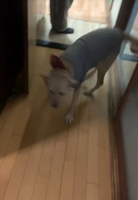 叫びながら全身で喜びを表現