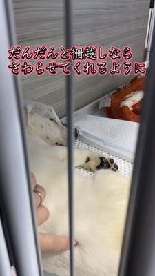 柵越しに触られる白い子犬