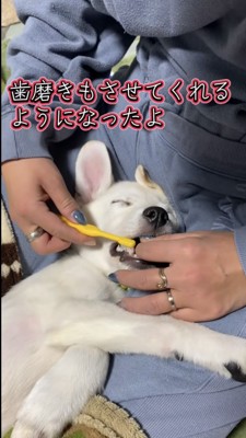 歯磨きをされる子犬