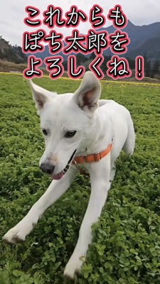 草原を笑顔で走る犬
