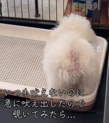 突然吠え始めました!