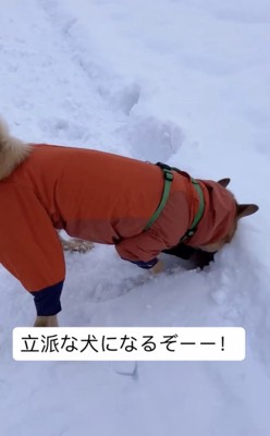 今後のお姿が楽しみ