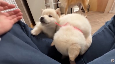 甘えん坊たちがお膝の上へ