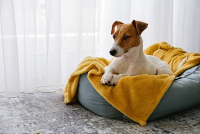 毛布にくるまる犬