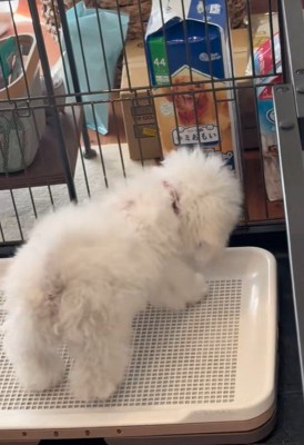 「やっつけてやる~」