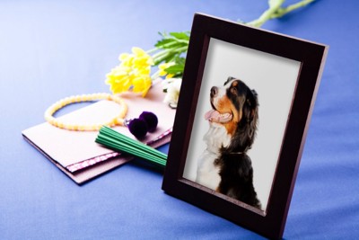 犬の写真と線香