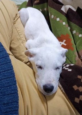 飼い主さんの脚を枕にして寝る子犬
