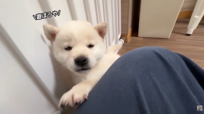 「遊ぼう！」と寄ってきました