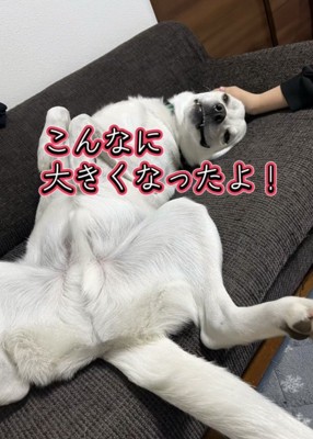 仰向けでお腹を出して甘える犬