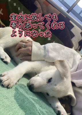 飼い主さんに寄り添って甘える子犬