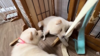 遊び始めたかと思いきや…