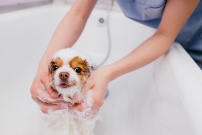 シャンプー中の犬