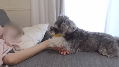 飼い主さんの手をホールド♪