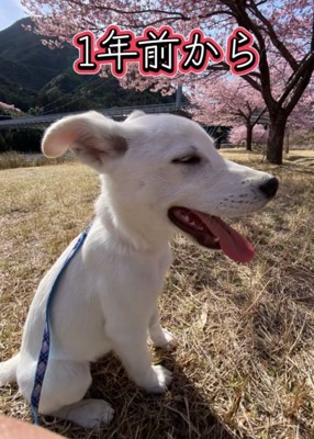 桜の木の前で座る子犬