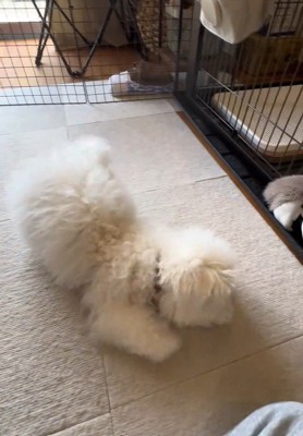 「ヨシ」の合図が出ると大喜び♪