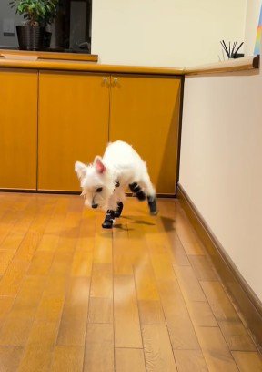 「おいで〜！」