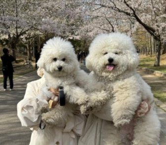 犬面人