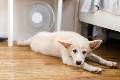 暑そうな犬