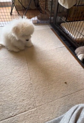 「待て」の練習中