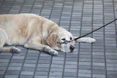 散歩拒否、柴犬