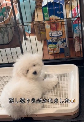 飼い主さんの方をくるり…
