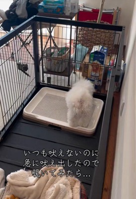 もち丸くん