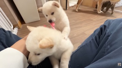 「お膝から降りろ～っ」「やだー！」