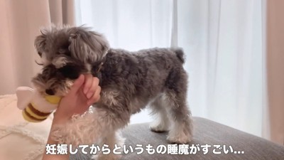 横になったまま遊んであげることに