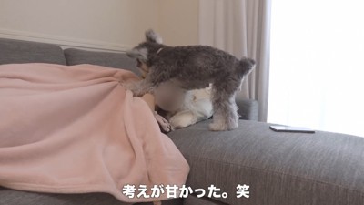 「遊んで遊んで～っ！」