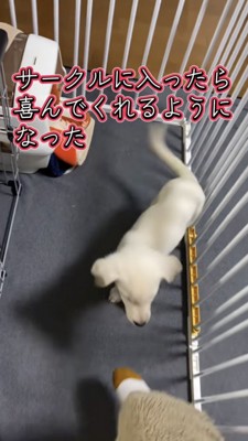 サークルに入ってくる飼い主さんを見て尻尾を振る子犬
