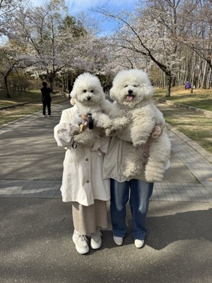 ビション