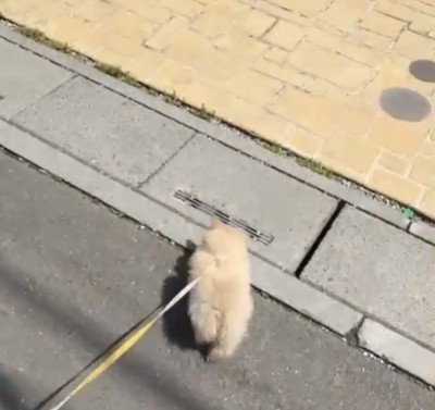 右に曲がる犬