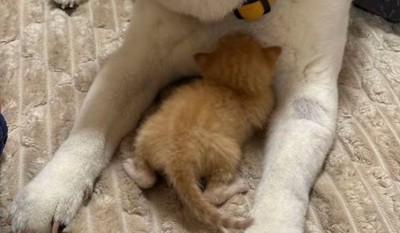猫の後ろ姿