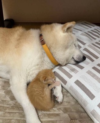 眠る犬と猫1