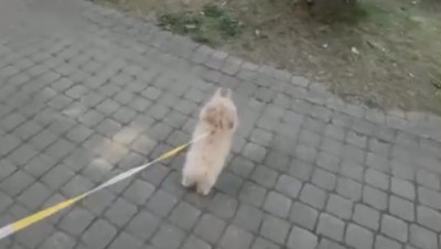 前足を上げる犬